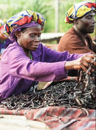 Gousses de vanille d’Ouganda Sébalcé