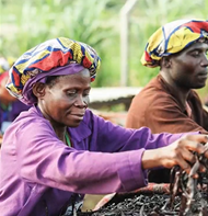 Gousses de vanille d’Ouganda Sébalcé